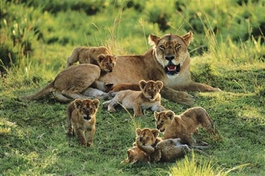 Puzzle Leones - Banbury Arte